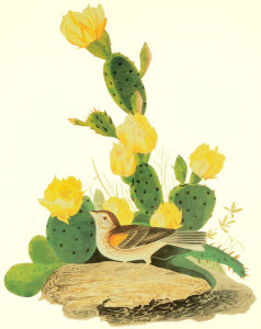 John James Audubon - Grass Finch Or Bay-Winged Bunting