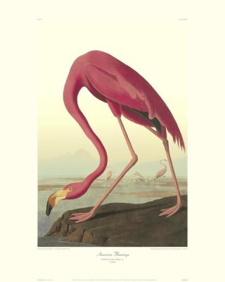 American Flamingo (decorative border)